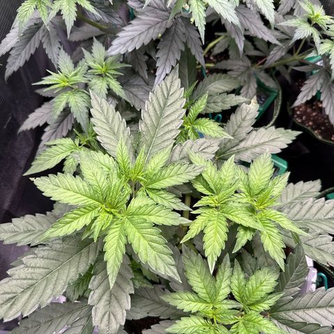 Lemonpaya growlog timeline photo