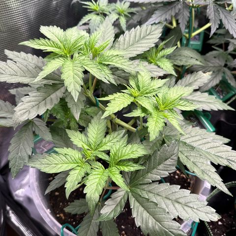 Lemonpaya growlog timeline photo