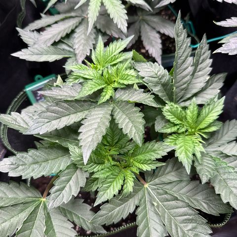 Gorilla Melon growlog timeline photo