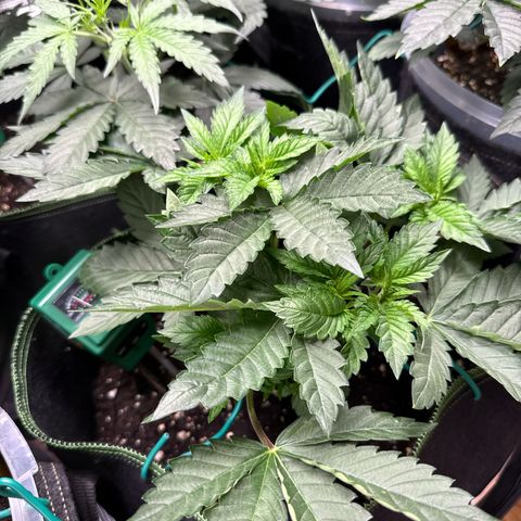 Gorilla Melon growlog timeline photo