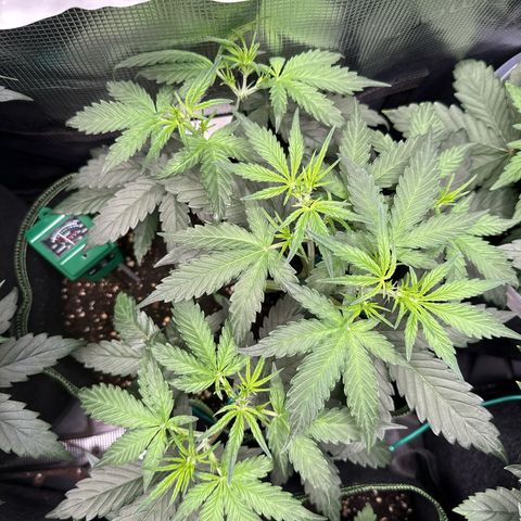 Fat Banana growlog timeline photo