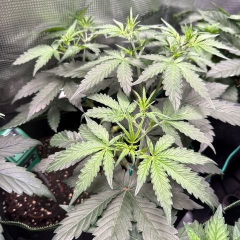 Fat Banana growlog timeline photo