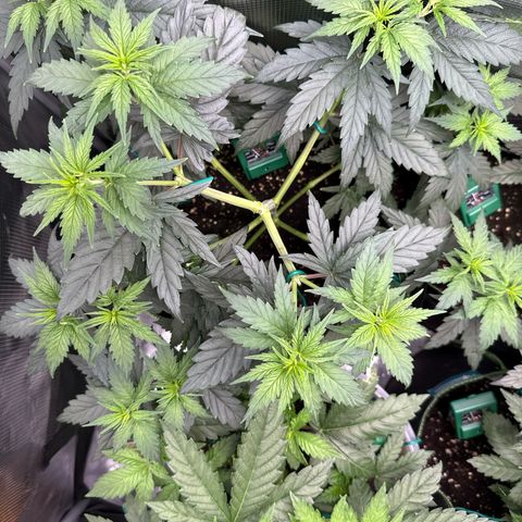Special Kush #1 growlog timeline photo