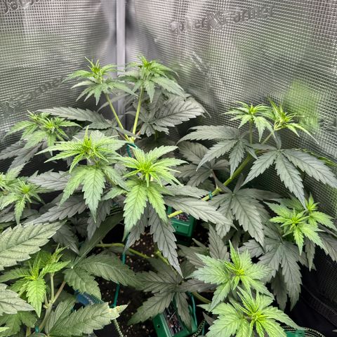 Special Kush #1 growlog timeline photo