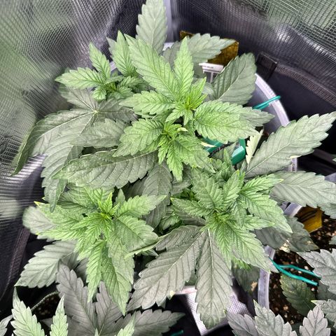 Rainbow Melon growlog timeline photo