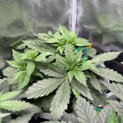 Rainbow Melon growlog timeline photo