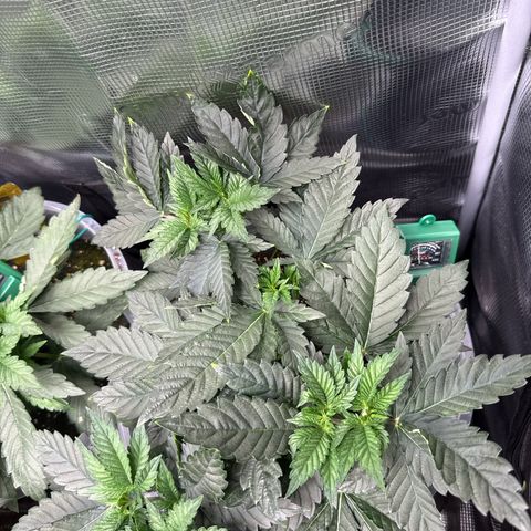 Gorilla Melon growlog timeline photo