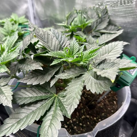 Gorilla Melon growlog timeline photo