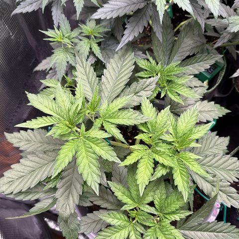 Lemonpaya growlog timeline photo