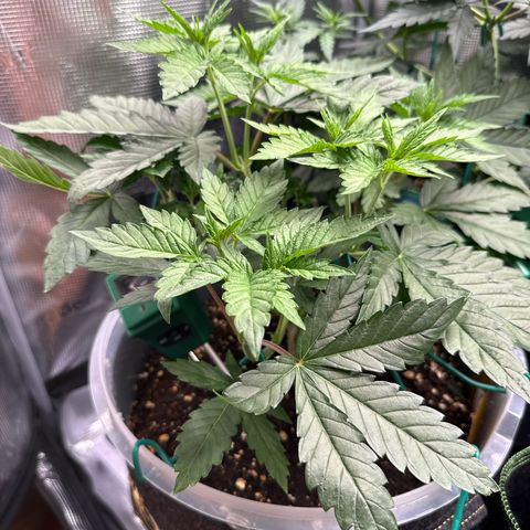 Lemonpaya growlog timeline photo