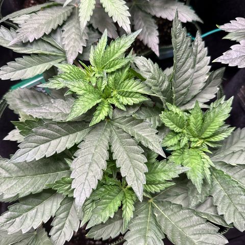 Gorilla Melon growlog timeline photo