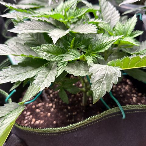 Gorilla Melon growlog timeline photo