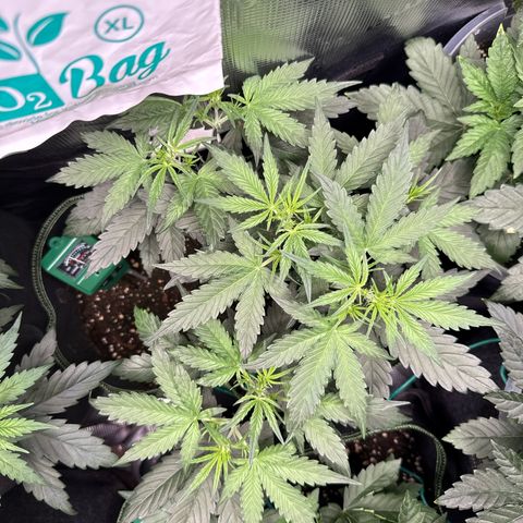 Fat Banana growlog timeline photo