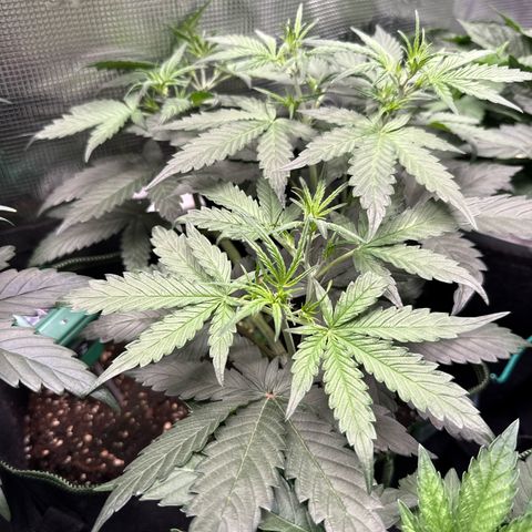 Fat Banana growlog timeline photo