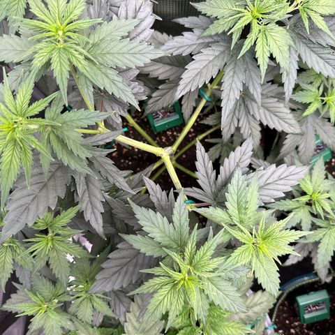 Special Kush #1 growlog timeline photo