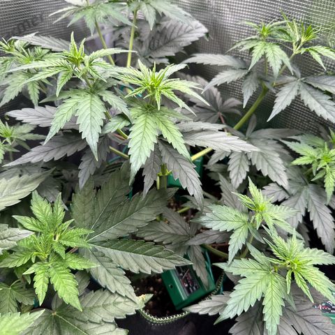 Special Kush #1 growlog timeline photo