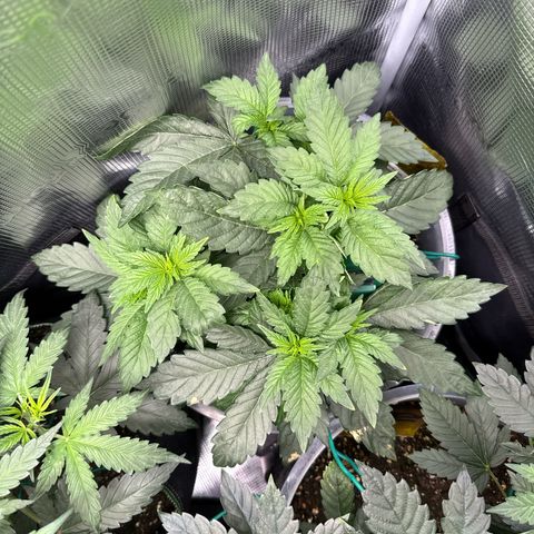 Rainbow Melon growlog timeline photo