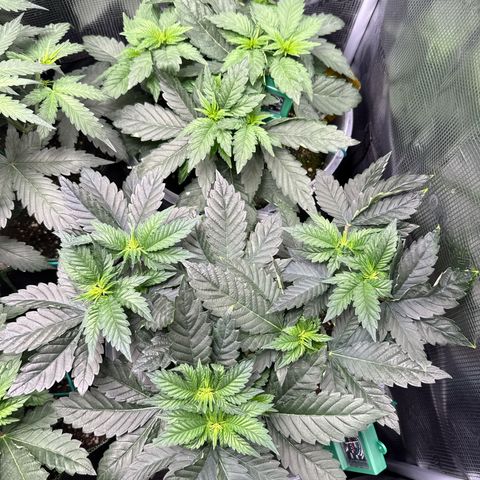 Gorilla Melon growlog timeline photo