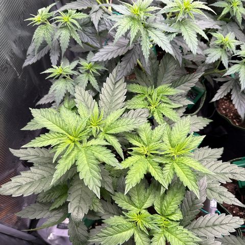 Lemonpaya growlog timeline photo