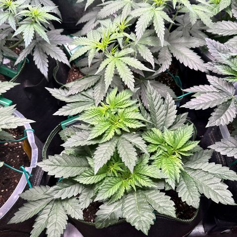 Gorilla Melon growlog timeline photo