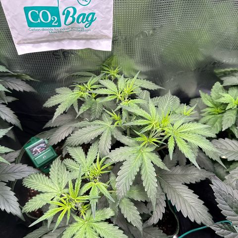 Fat Banana growlog timeline photo