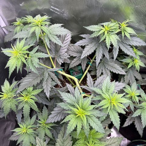 Special Kush #1 growlog timeline photo