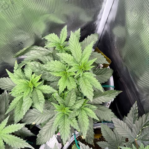 Rainbow Melon growlog timeline photo
