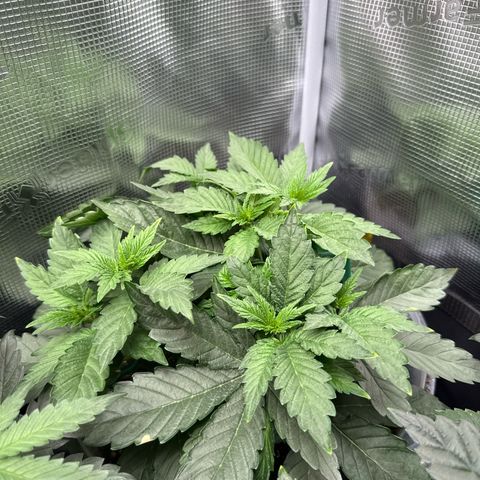 Rainbow Melon growlog timeline photo