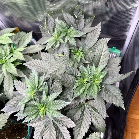 Gorilla Melon growlog timeline photo