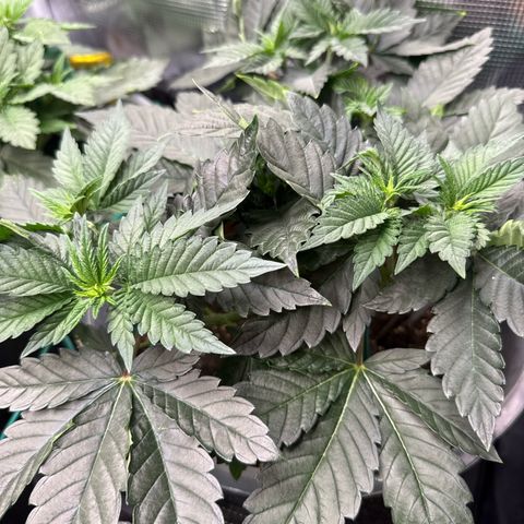 Gorilla Melon growlog timeline photo