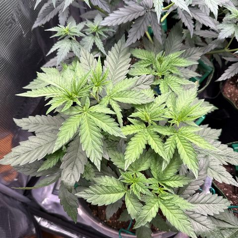 Lemonpaya growlog timeline photo