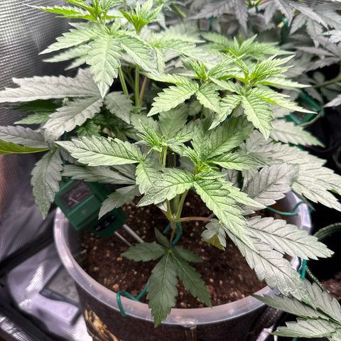 Lemonpaya growlog timeline photo