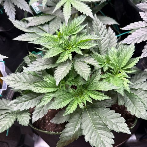Gorilla Melon growlog timeline photo