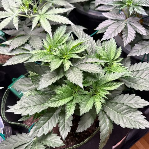 Gorilla Melon growlog timeline photo