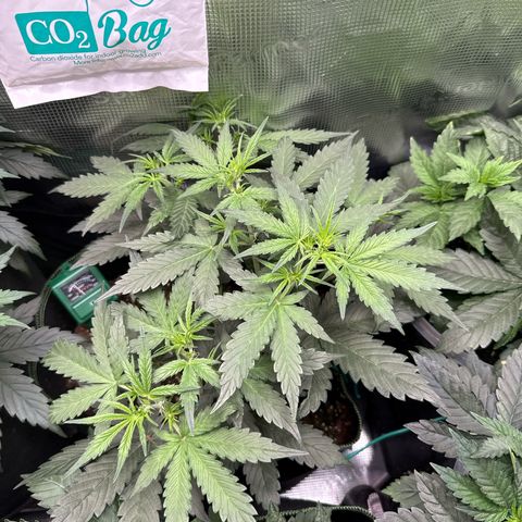 Fat Banana growlog timeline photo