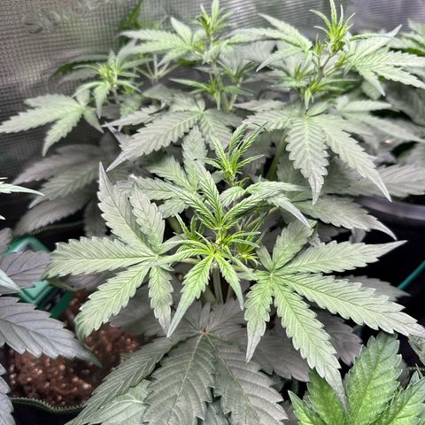 Fat Banana growlog timeline photo