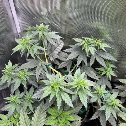 Special Kush #1 growlog timeline photo