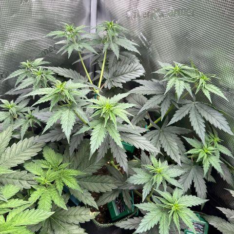 Special Kush #1 growlog timeline photo