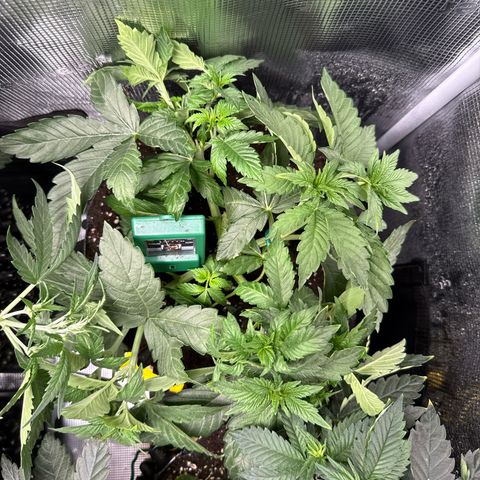 Rainbow Melon growlog timeline photo