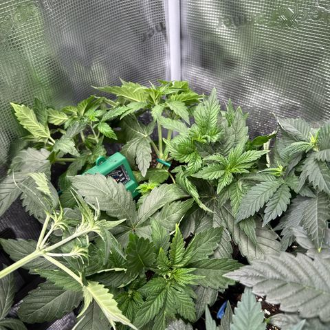 Rainbow Melon growlog timeline photo