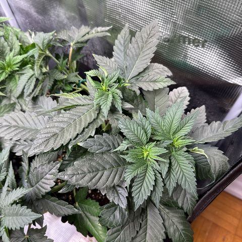 Gorilla Melon growlog timeline photo