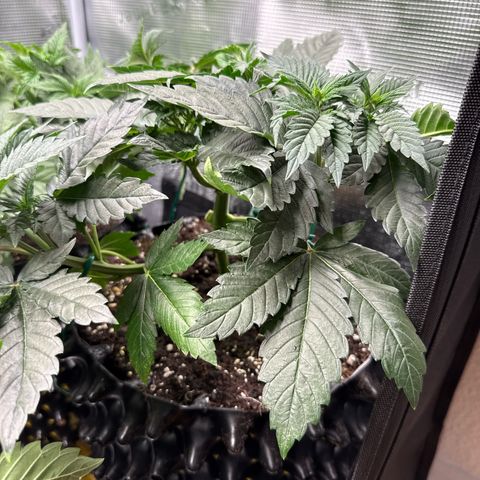 Gorilla Melon growlog timeline photo