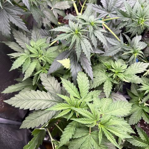 Lemonpaya growlog timeline photo