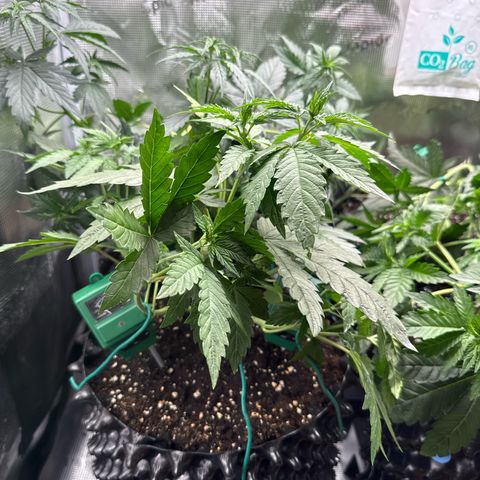 Lemonpaya growlog timeline photo