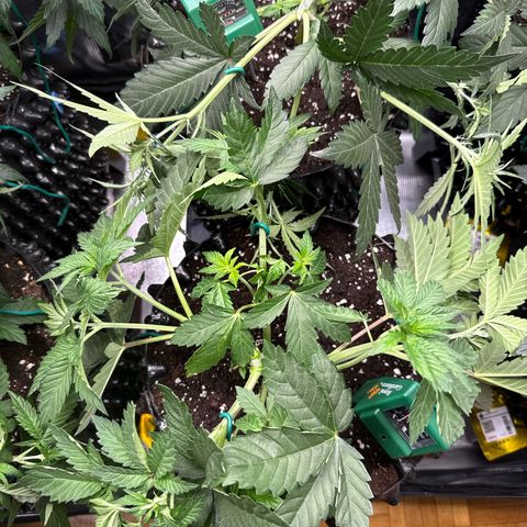 Gorilla Melon growlog timeline photo