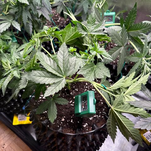 Gorilla Melon growlog timeline photo