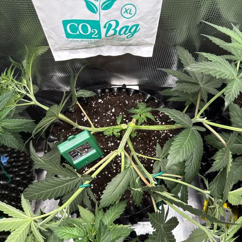 Fat Banana growlog timeline photo