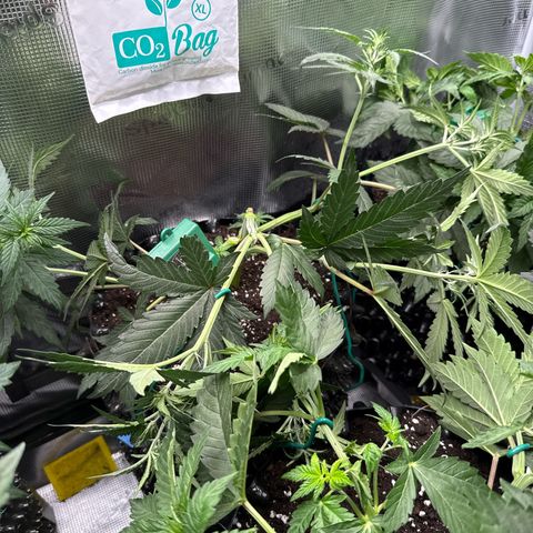 Fat Banana growlog timeline photo