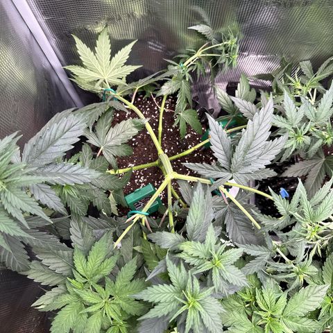 Special Kush #1 growlog timeline photo