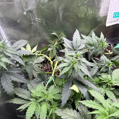 Special Kush #1 growlog timeline photo
